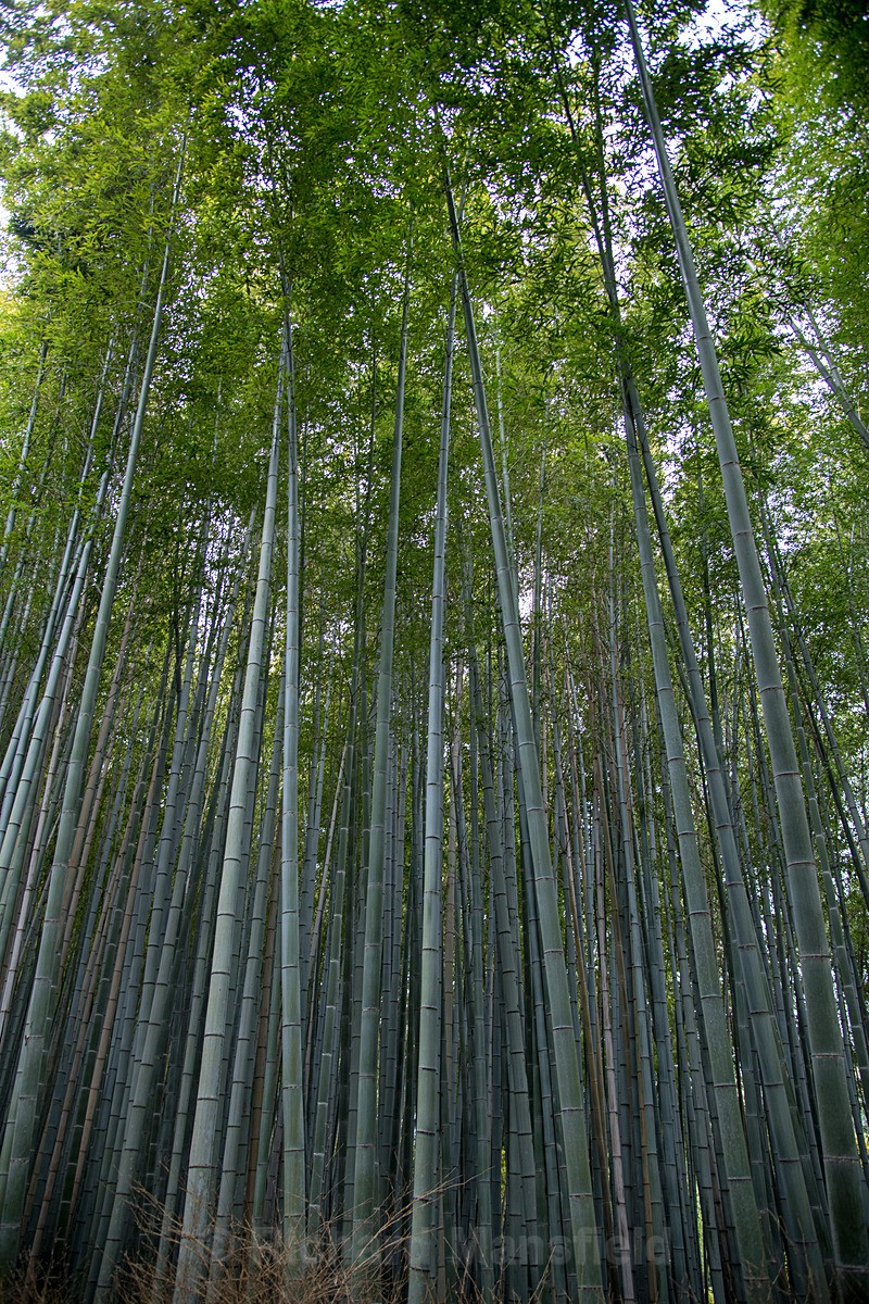  - Japan