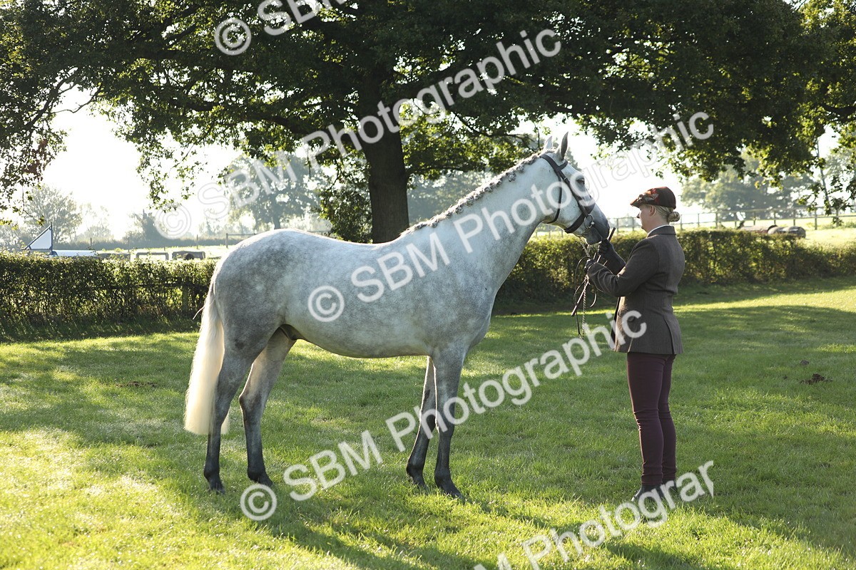 SBM_57962 - S42 - Youngstock