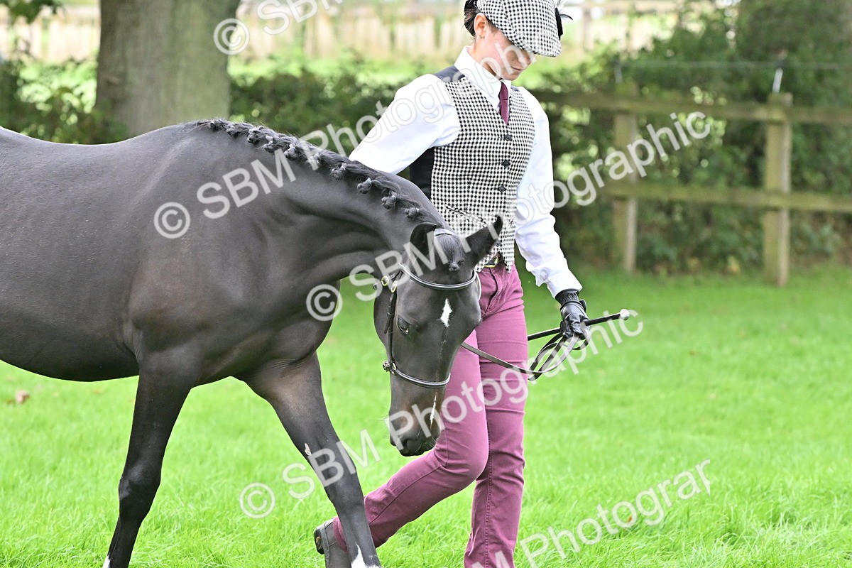 SBM_57538 - S46 - Part Bred Arab & Native Pony In Hand
