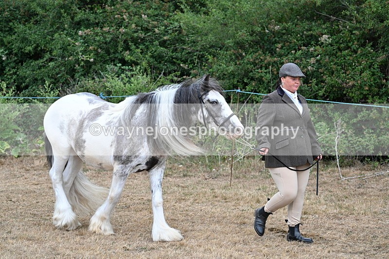 WJ7_9460 - Class 5 Most Handsome Gelding (up to 14.2hh)