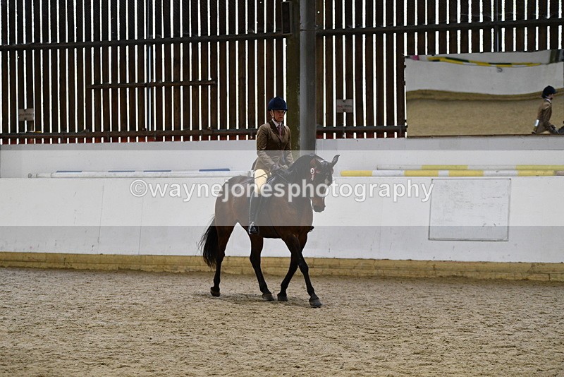 WJ5_8916 - Class 15 Ridden Show Horse