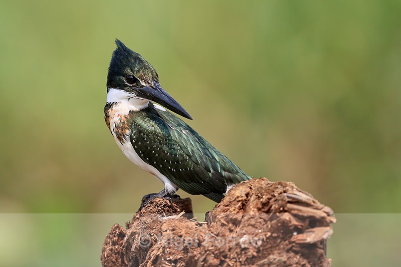 Green Kingfisher close view, Pantanal, Brazil - Green Kingfisher
