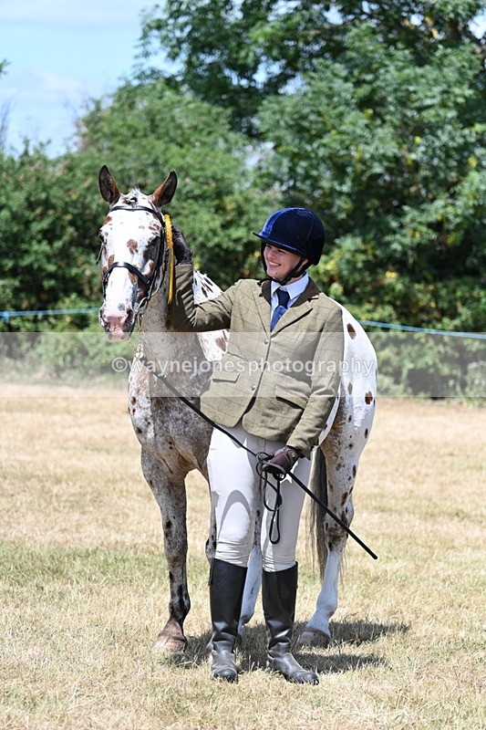 WJ7_2461 - Class 5a Most Handsome Gelding in hand (above 14.2hh)