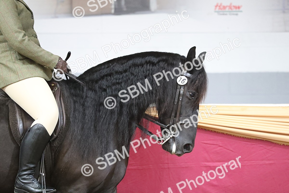 SBM_10298 - Class 102 Equitation (best rider) Adult