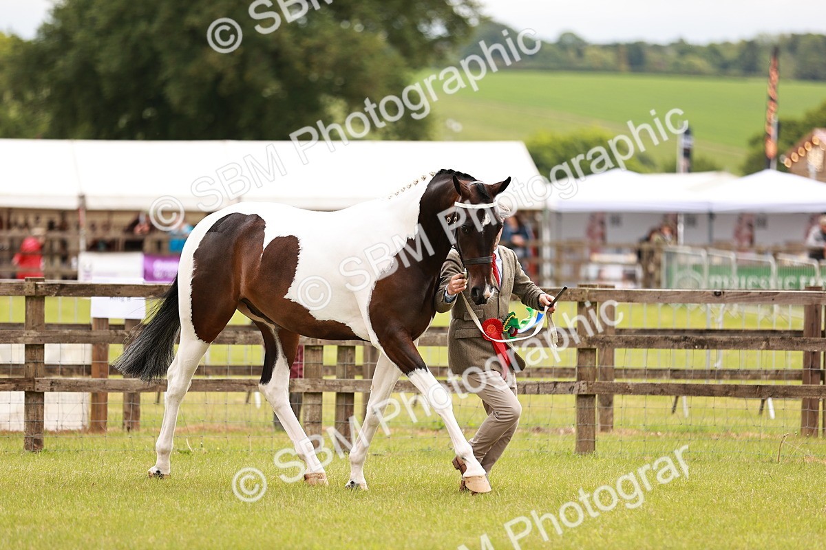 SBM_00838 - Class 26-30 Sport Horse In Hand