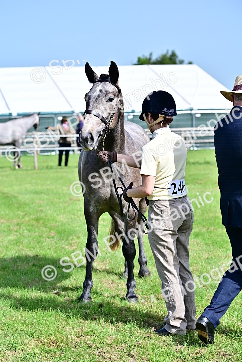 SBM_03303 - Class 50 - 54 Light Horse Breeding