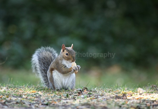 Grey Squirre _64 - Frenchay care home Collection v