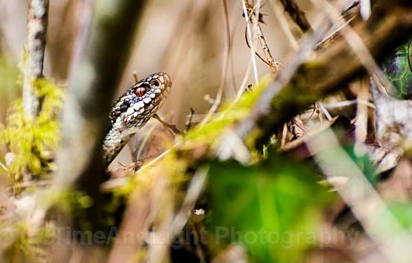 Female Adder - Amphibians & Reptiles