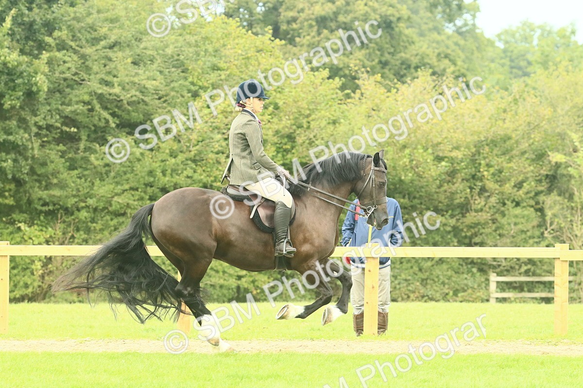 SBM_71901 - S60 - Mountain & Moorland Ridden Large Breeds