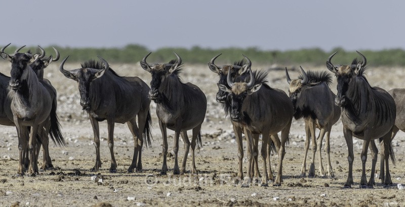 Wildebeest - Namibia 2022