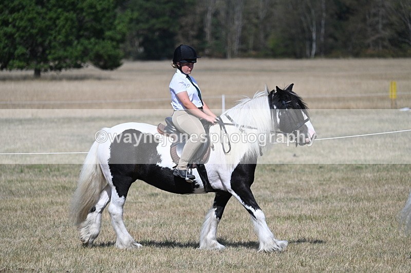 WJ7_1183 - Class 41 Prettiest Mare