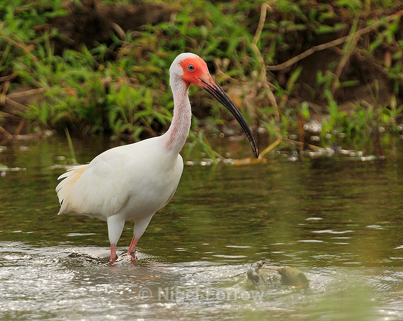 White Ibis (adult) standing in a river near Puerto Jiminez, Costa Rica - White Ibis