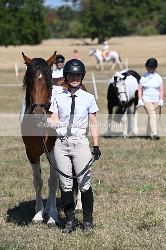 WJ6_8701 - Class 37b Best Loan Pony In-hand