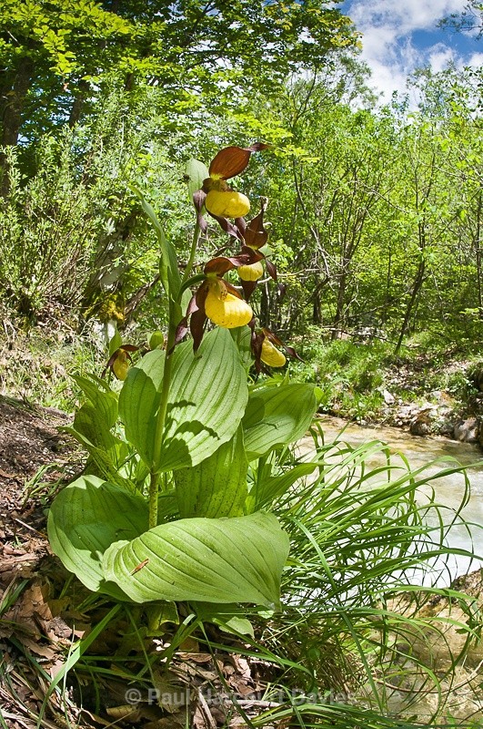  - Orchids - Various