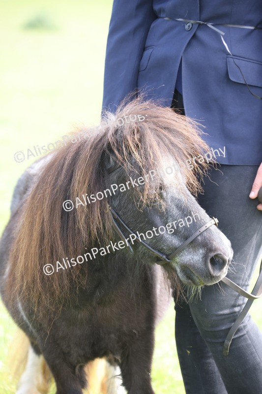 20260426-3212 - Class 26 - Shetland Ponies and Minitures