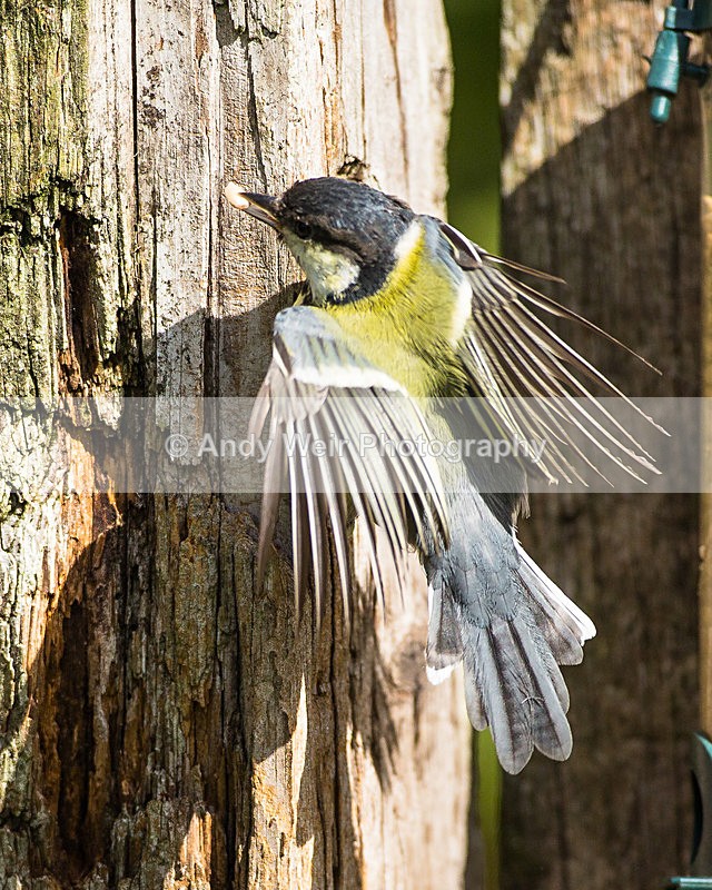 20130908-3K8A5940 - Great Tit