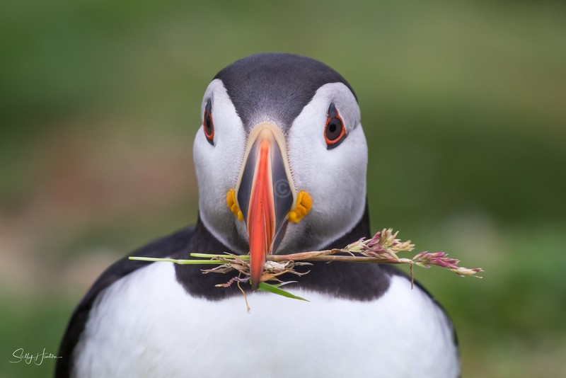 Cute Puffin 4
