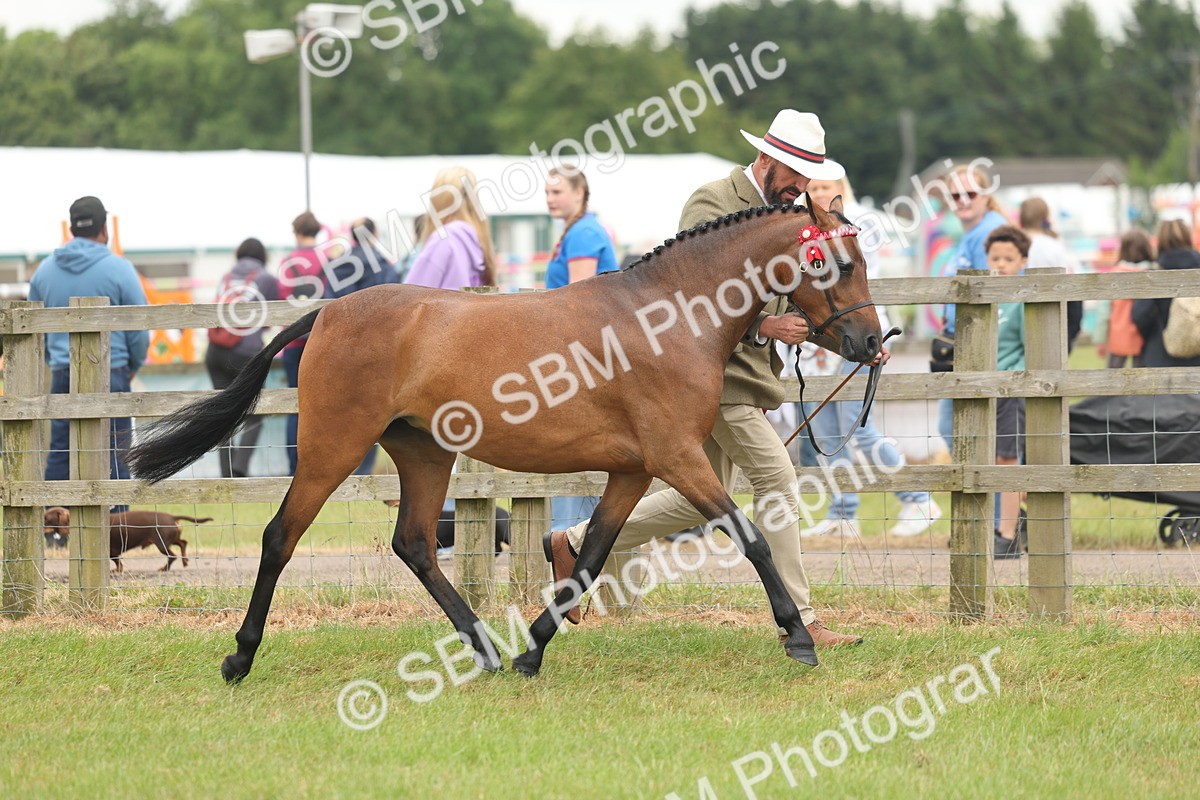 SBM_05392 - Class 68-73 - Riding Pony Breeding