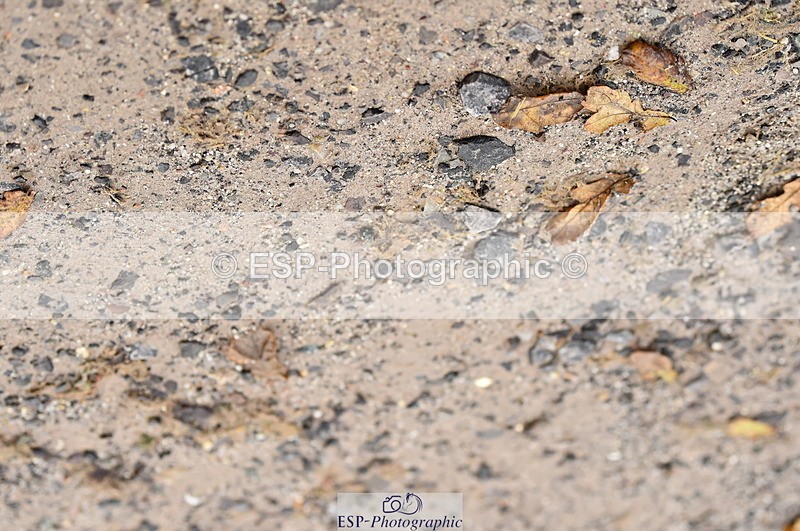 231029A-112222-02613 - Pony British Novice & 80cm Open