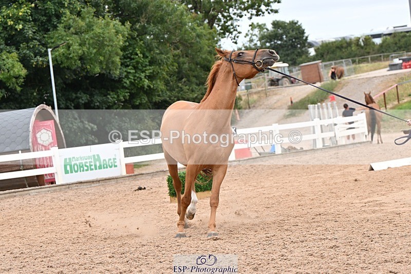 250716-160623-02416 - Trot Up 3.30 to 4.30