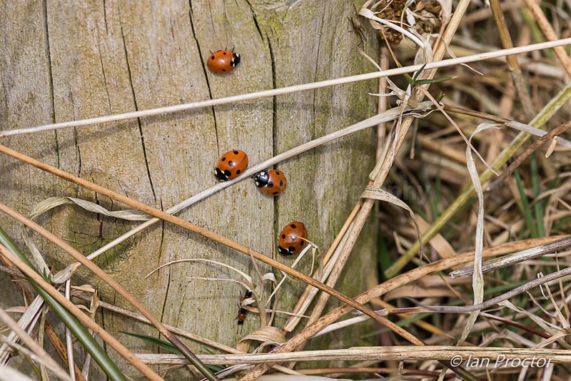 Ladybirds Microworld - Nature