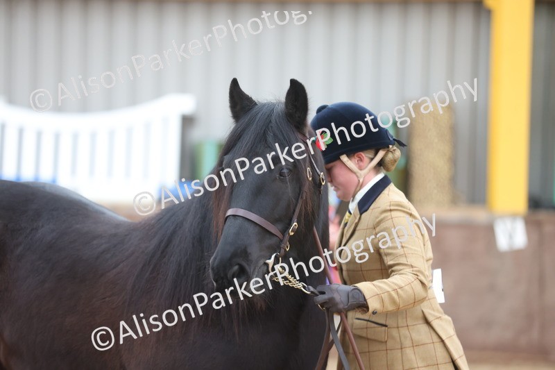 20251109-1085 - Class 29 - Geldings 4 Years and over