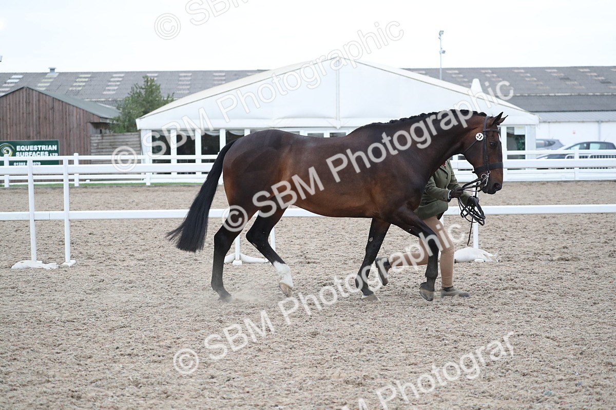 SBM_18320 - Class 318 IH Part bred Horse/Pony