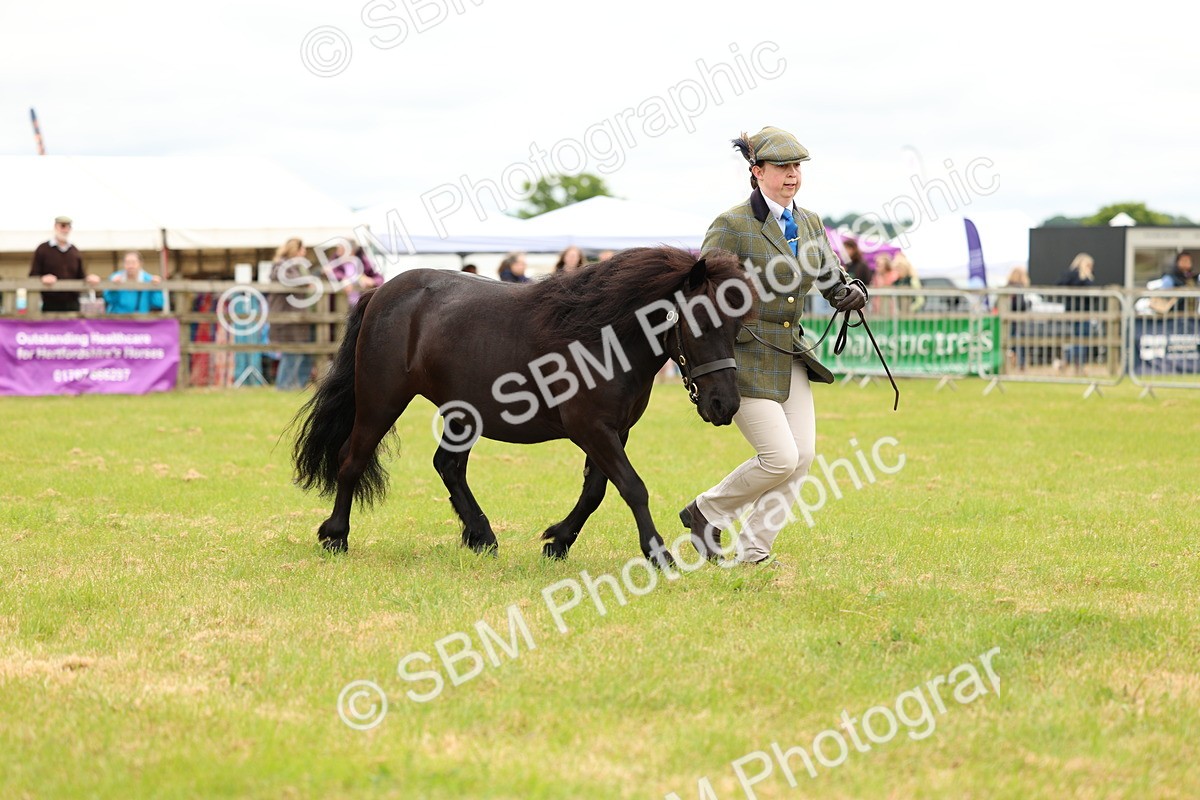 SBM_04334 - Class 64-67 - Shetland Pony In Hand