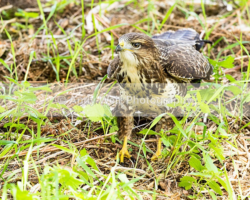 170816-Woolston NR0001 - Raptors