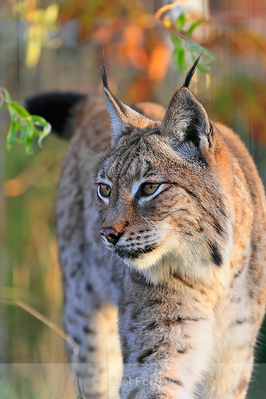 Close-up of Eurasian Lynx - Lynx
