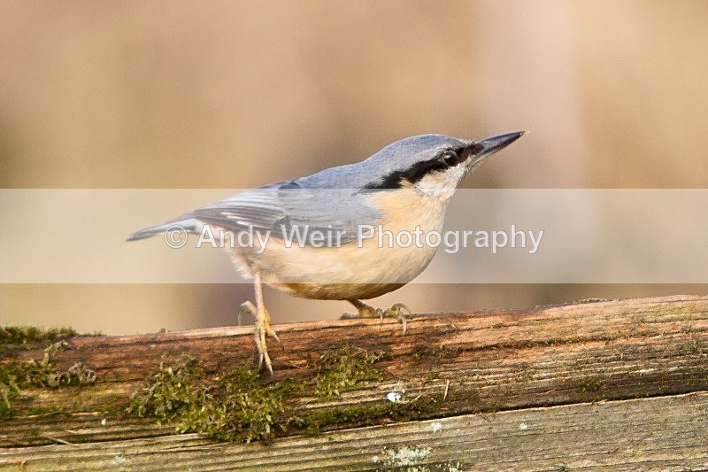 20120218-_MG_9008 - Nuthatch & Treecreepers