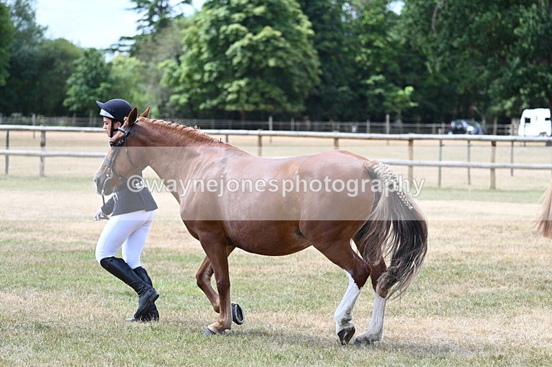 WJ7_1965 - Class 4a Prettiest Mare 14.2hh and over hand