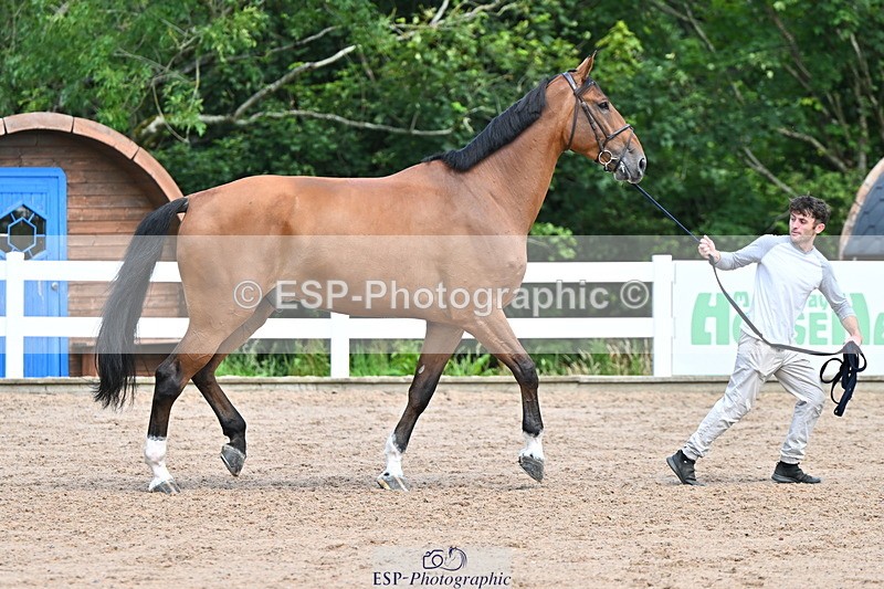 240718A-105254-01302 - Trot Up 12pm to 1pm