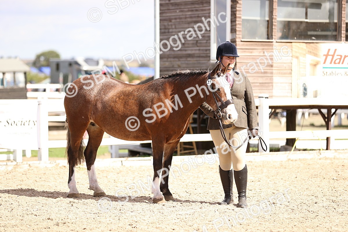 SBM_14316 - Class 411 - Prettiest Mare (IH OR Ridden) Adult