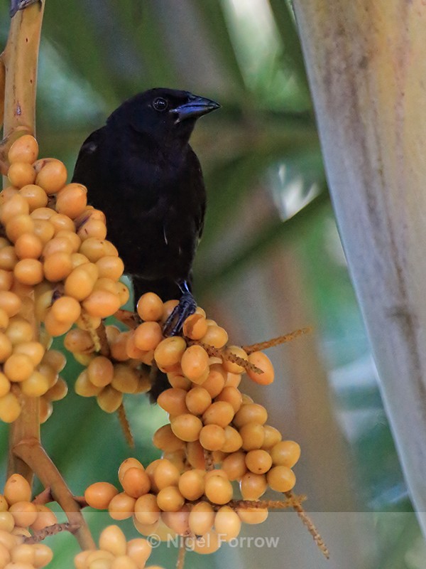 Melodious Blackbird perched on fruit, Costa Rica - Melodious Blackbird