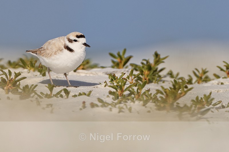 Snowy Plover, Fort De Soto Park, Florida - Snowy Plover