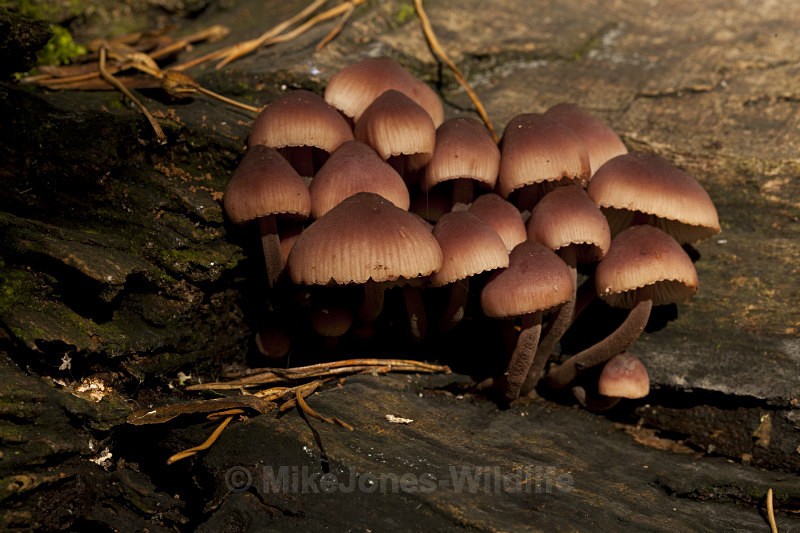  - FUNGI (MUSHROOM) IMAGES