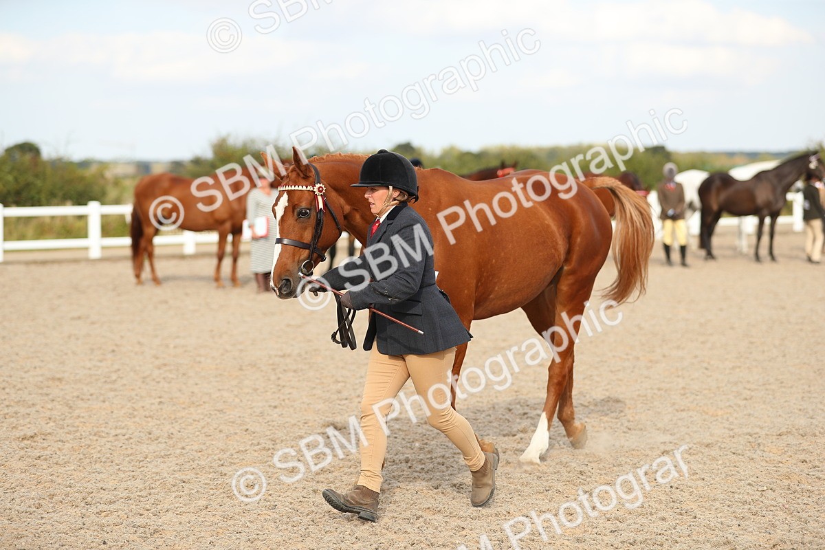 SBM_08607 - Class 28 - IH Veteran Horse