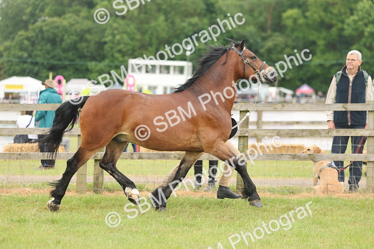 SBM_04895 - Class 50-57 - M&M Welsh Pony In Hand