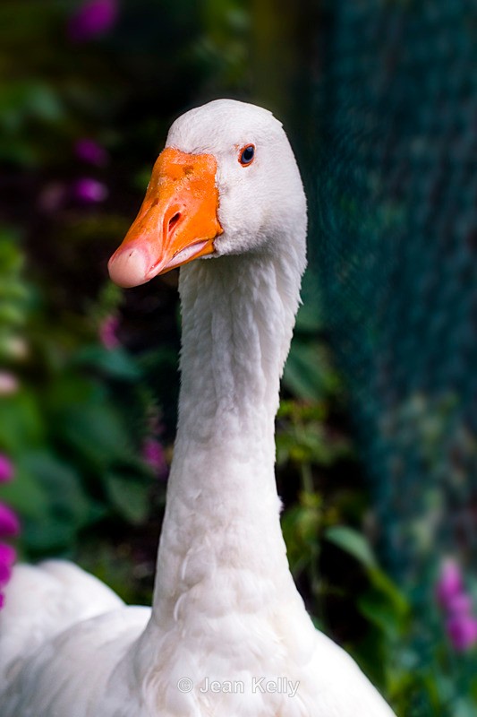 Goose - 9939 - Birds