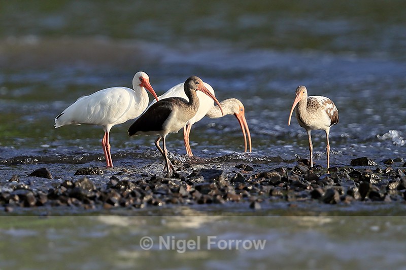 White Ibises at low tide, Playa Cativo Lodge, Costa Rica - White Ibis