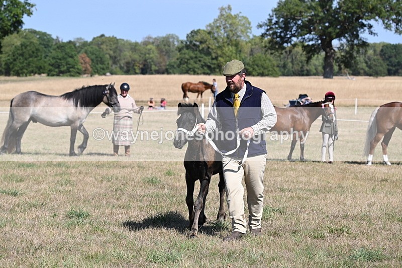 WJ6_4650 - Class 17 Mountain & Moorland