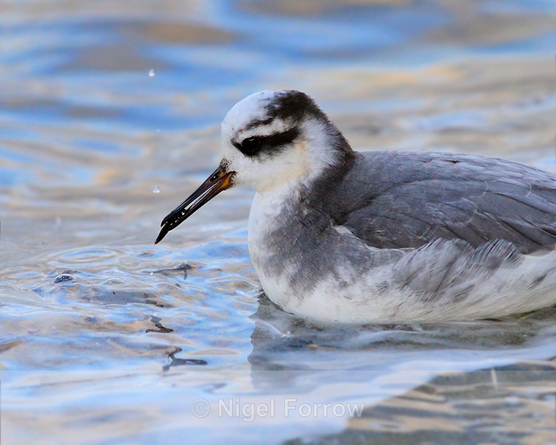 Close-up of Grey Phalarope with food at Farmoor Reservoir - Grey Phalarope