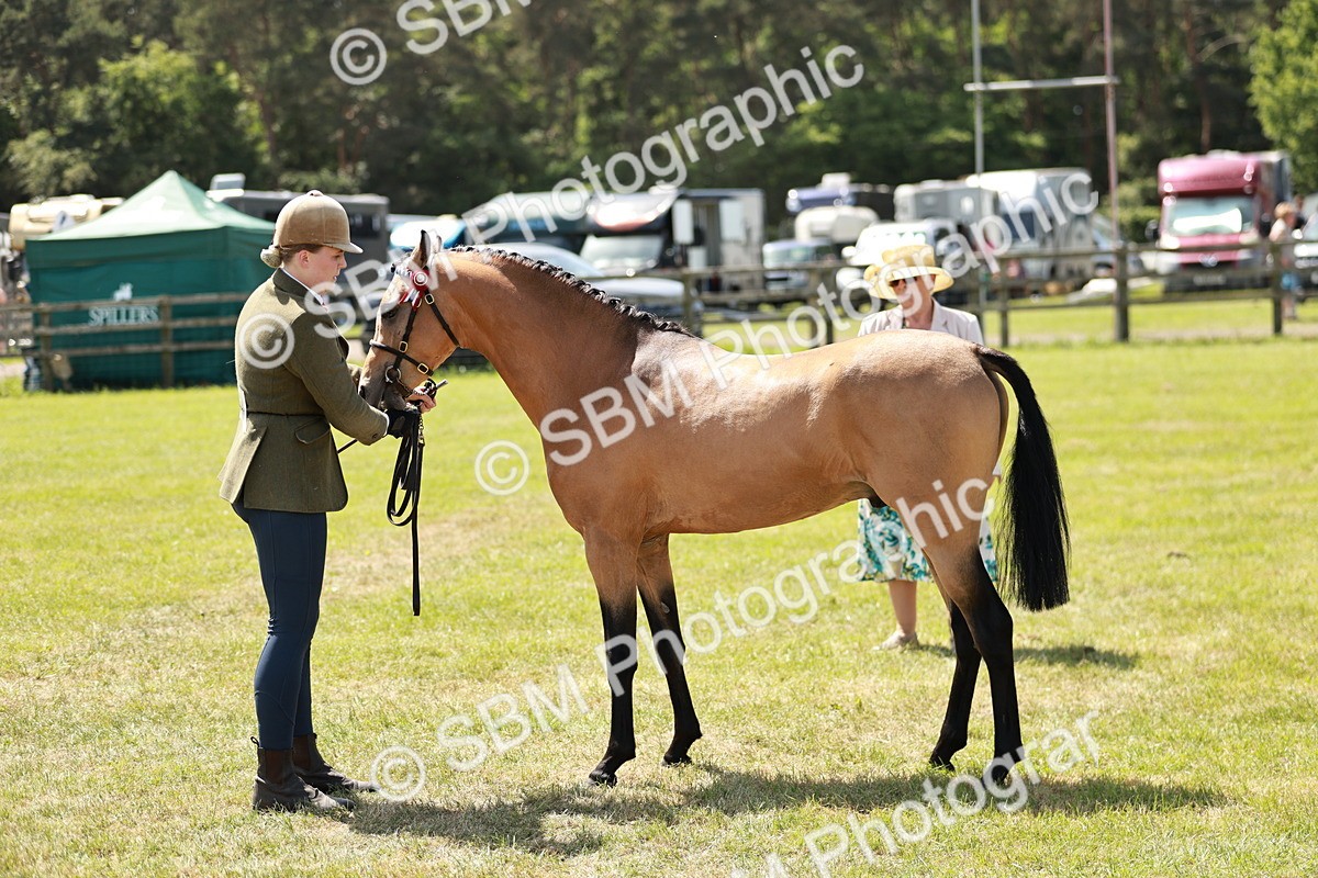 SBM_05574 - Class 41-45 - Riding Pony-Hunter Pony Breeding
