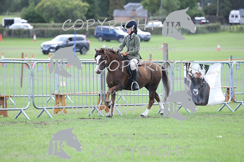 APP_4151 - Class 15a/b Pony club pony/Riding club horse