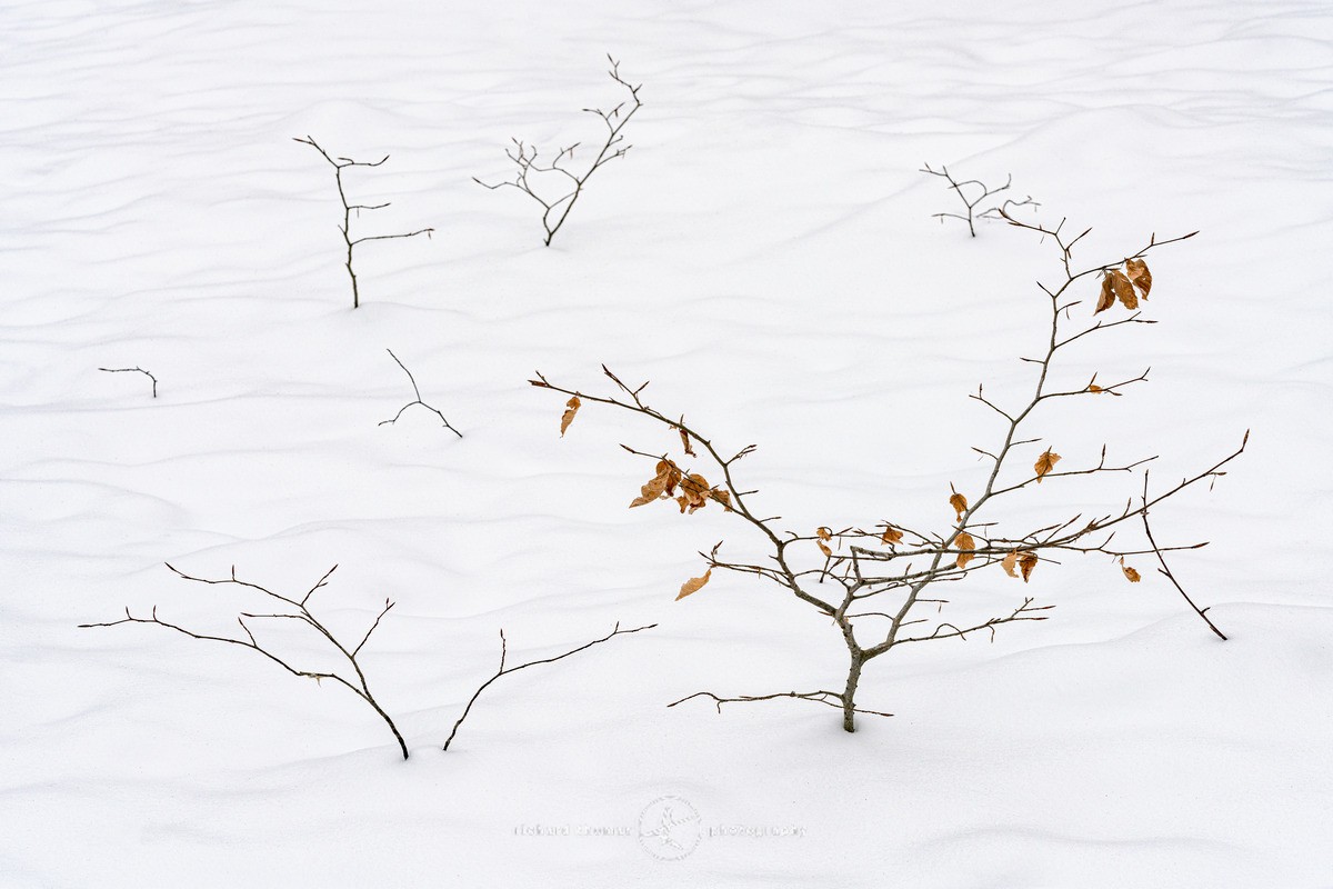 Chilly saplings - WINTER