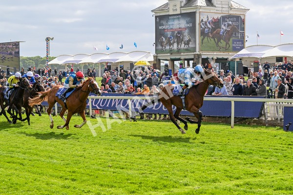 150525-Pride Of Arras-4702 - Race 4 3.45pm Al Basti Equiworld Dubai Dante Stakes
