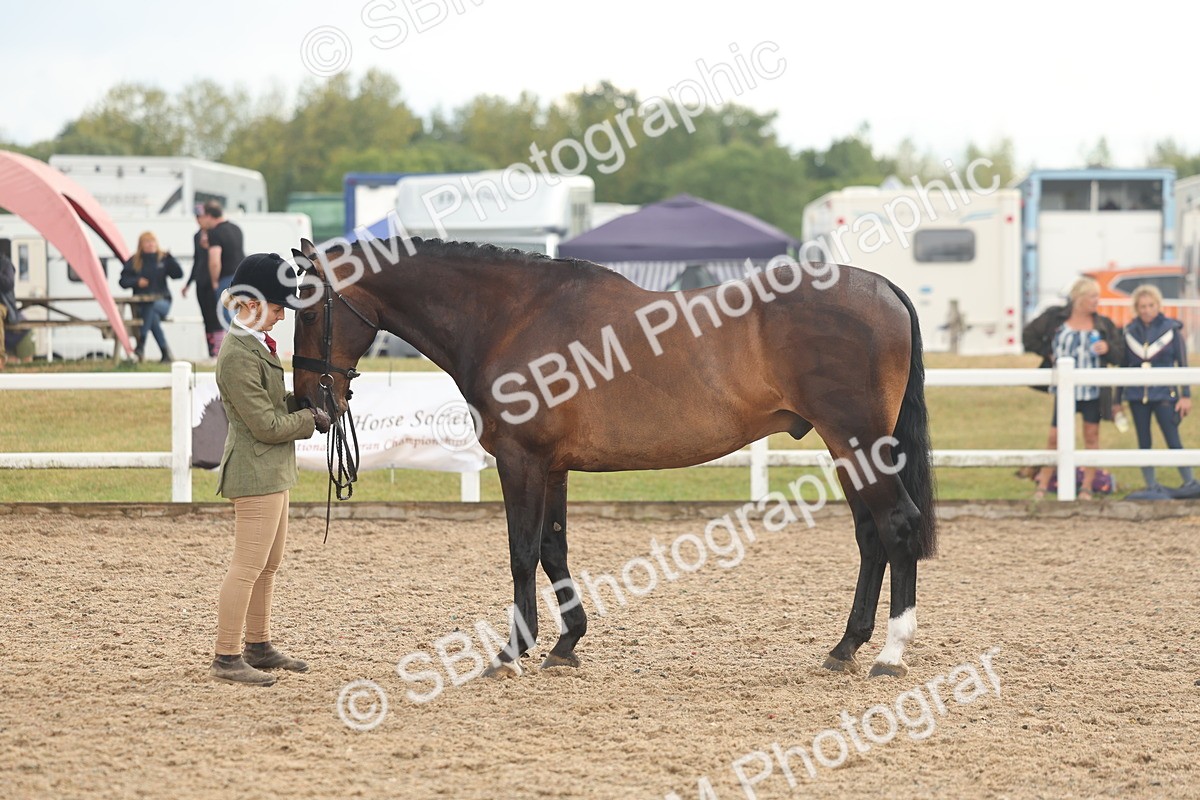 SBM_07901 - Class 28 - IH Veteran Horse