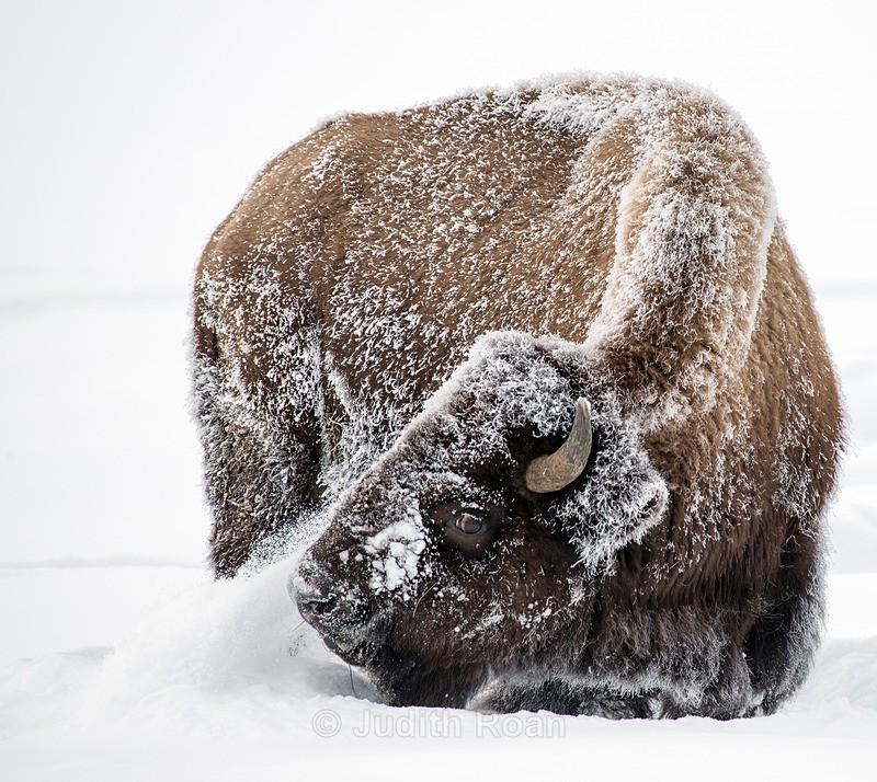 Bison-9 - Yellowstone