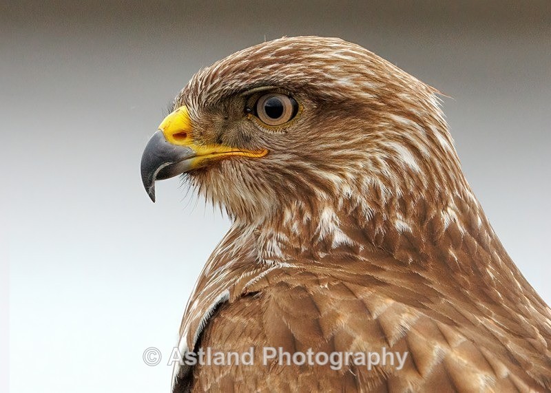 Buzzard - Latest Images